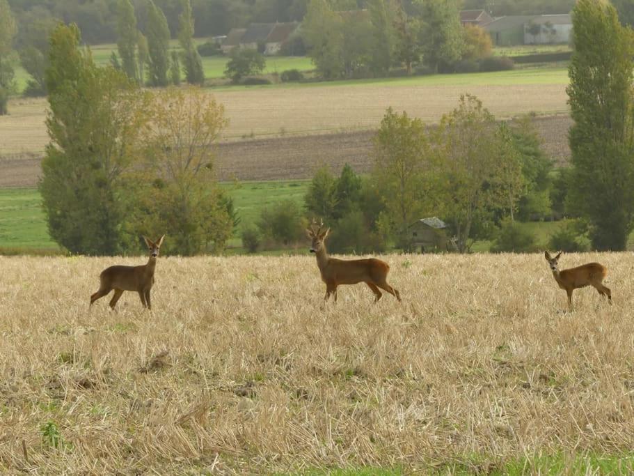 Maison De Bourg Paisible Parcay-sur-Vienne Exteriör bild